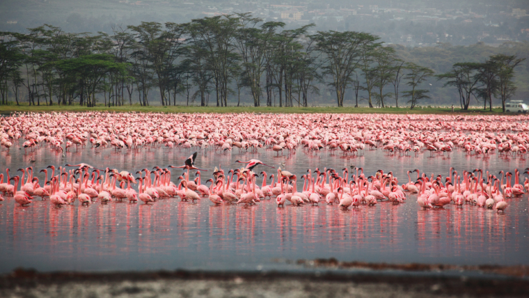 flamingo adventure