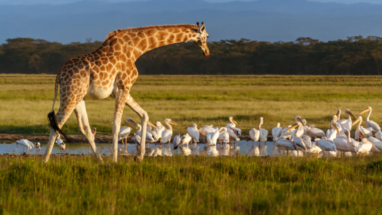 game drives nakuru