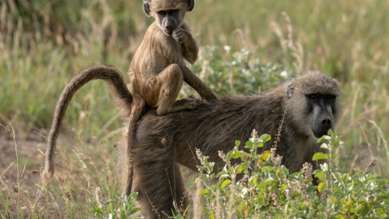 kenya baboons