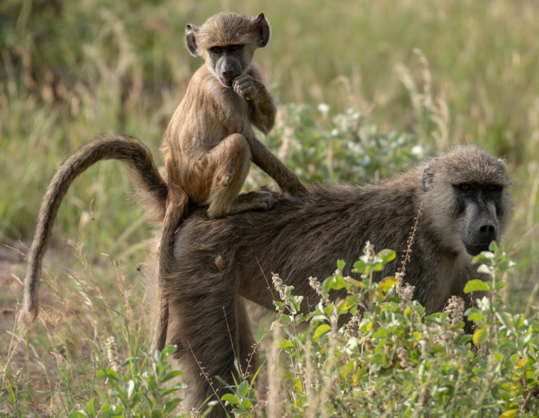kenya baboons