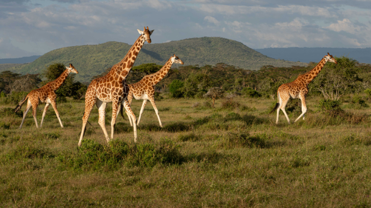 kenya wildlife safari