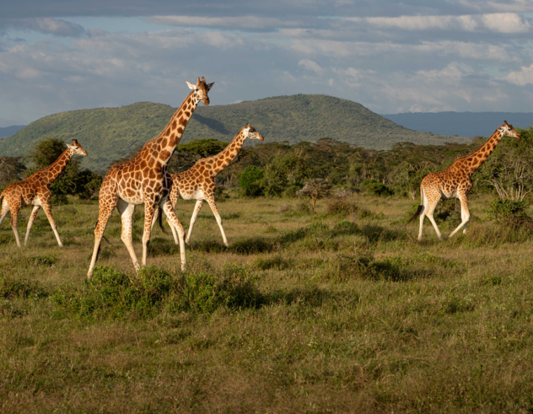 kenya wildlife safari