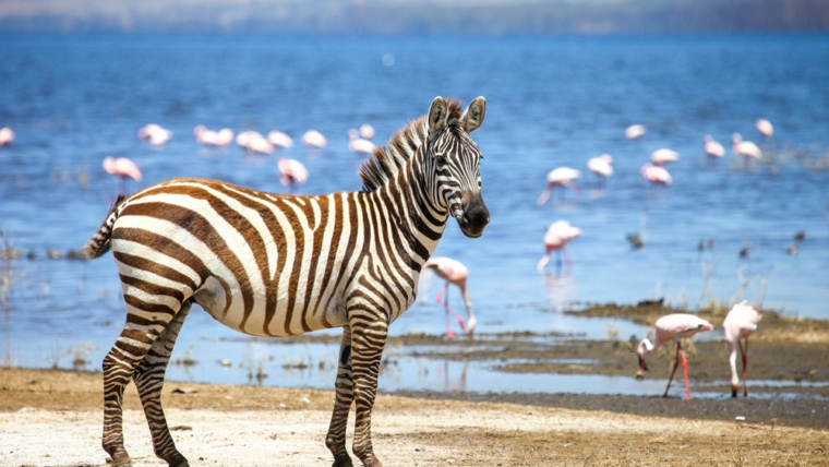 lake nakuru animals
