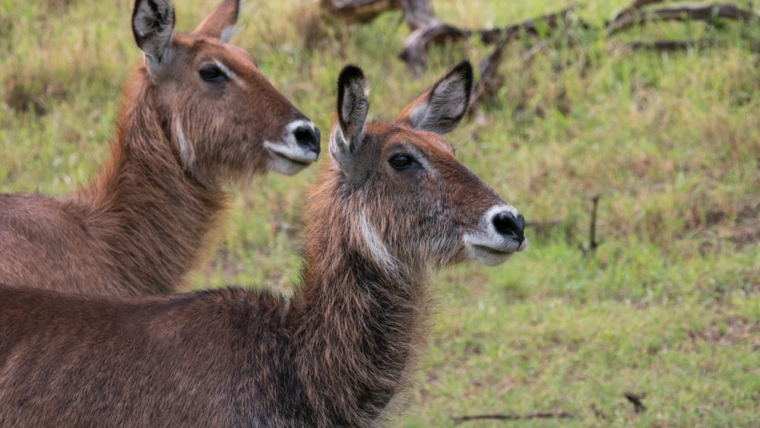 lake nakuru national park