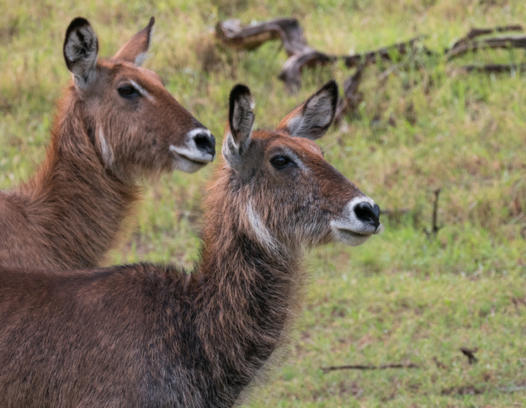 lake nakuru national park