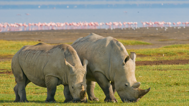 lakenakuru safaris