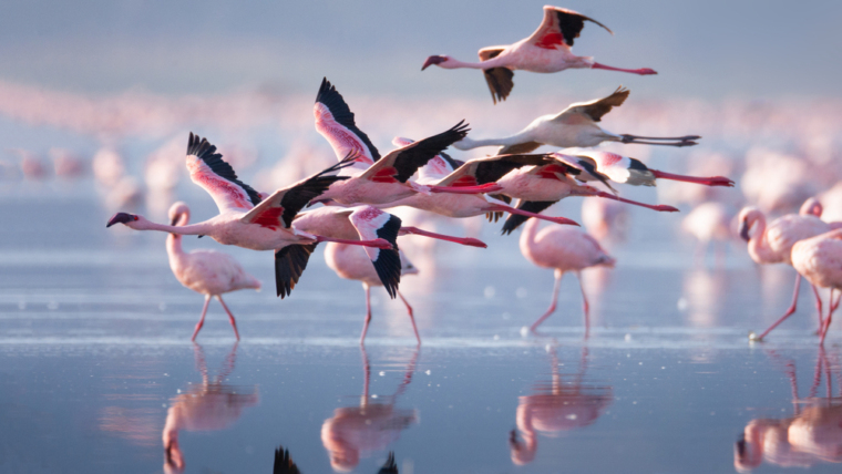 nakuru birding