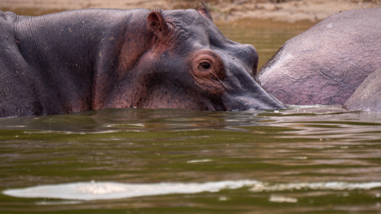 nakuru boat ride