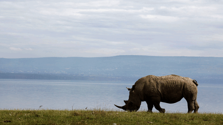 rhino